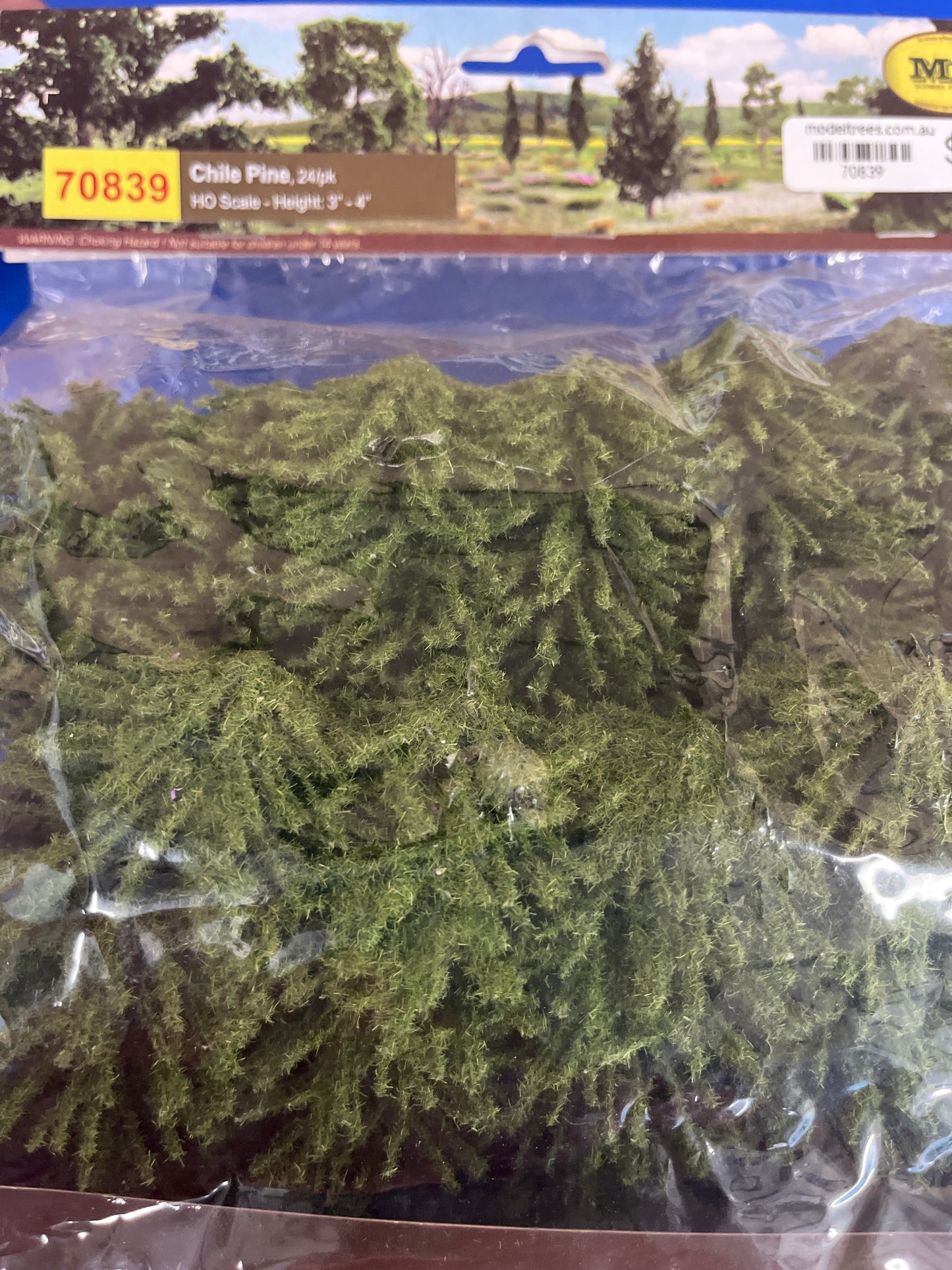 Chile Pine 24/pk