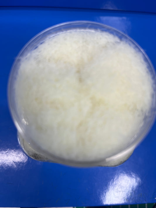 Static Grass - 8mm 400ml - White