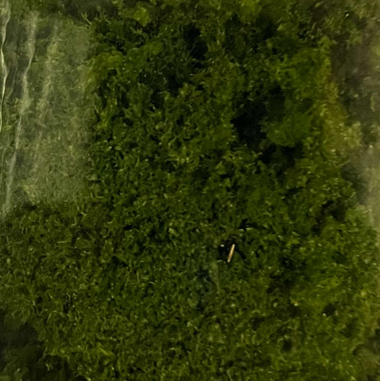 Clumping Ground Foam - Army Green