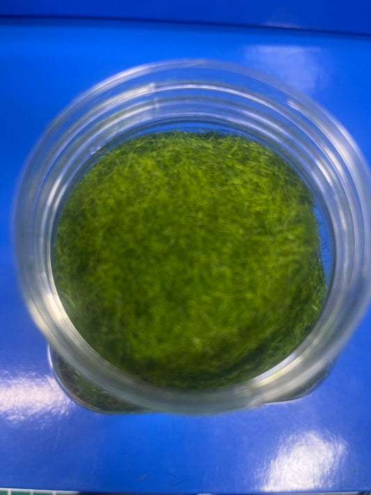 Static Grass - 5mm 400ml - Light Green